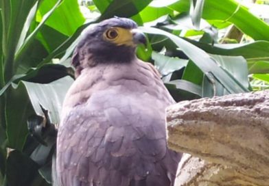 burung-elang