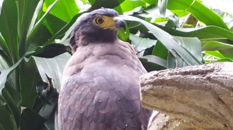 burung-elang