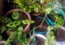 Populernya Tanaman Monstera atau “Janda Bolong”
