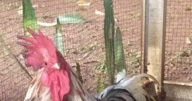 Menyalurkan Hobi, Memelihara Ayam Asli Indonesia